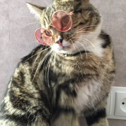Cute Summer Cat Sunglasses